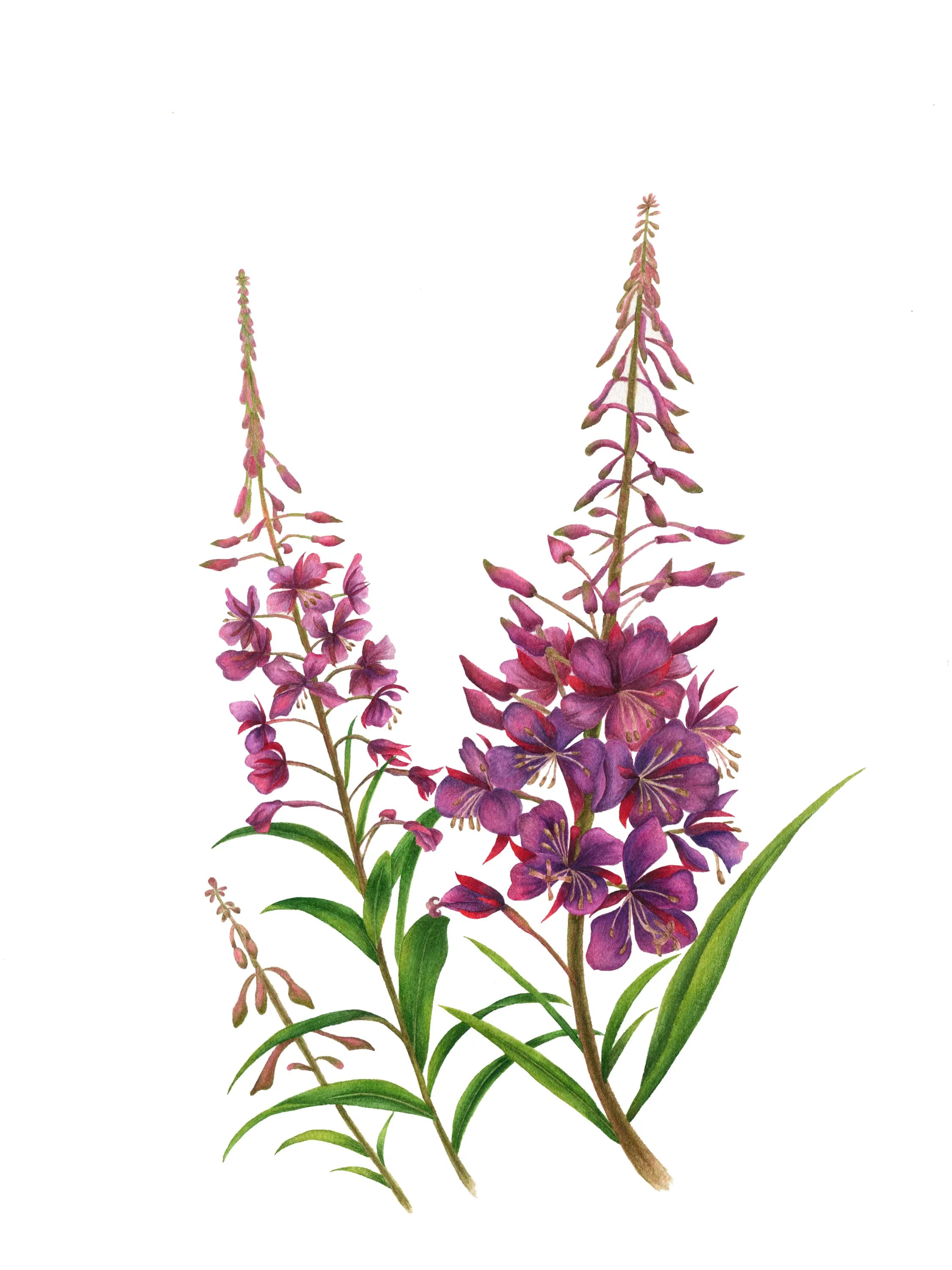 Изображение работы